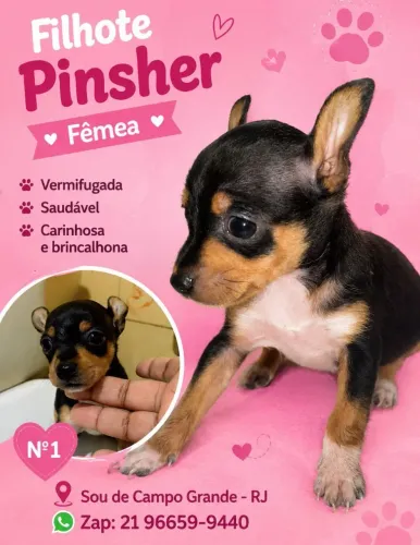 Vendo filhote pinscher n1 fêmea 