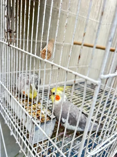 Vendo comedouro completo 