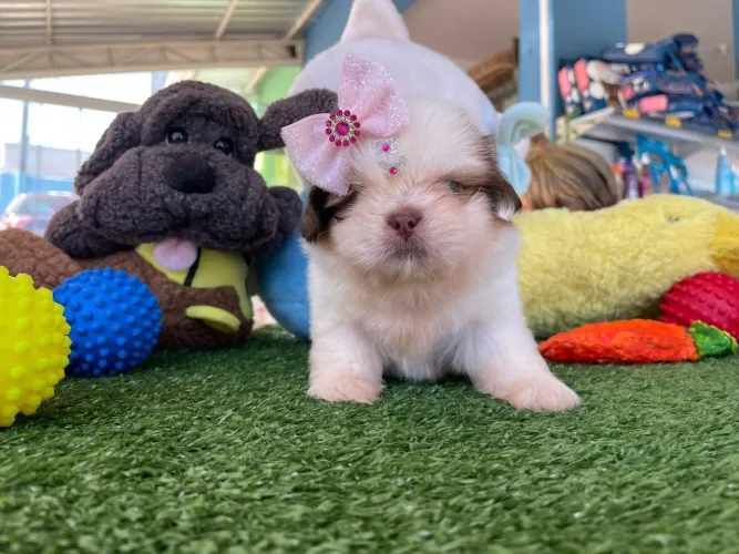 Shihtzu fêmea branco d chocolate disponível 