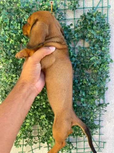 Dachshund menina miniatura