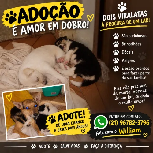Doação de duas fêmeas lindas e simpáticas. 