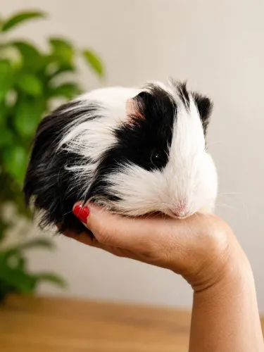 porquinho sheltie
