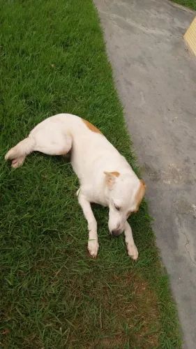 CACHORRINHA PARA DOAÇÃO 