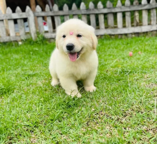Golden com 90 dias vacinado