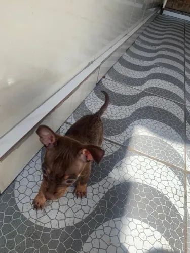 Cachorros Pinscher 1