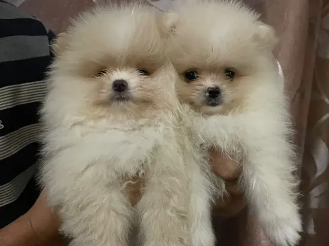 Spitz Lulu Ursinho Anão Venha escolher o seu conosco!