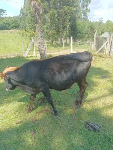 Boizinho mestiço gersey