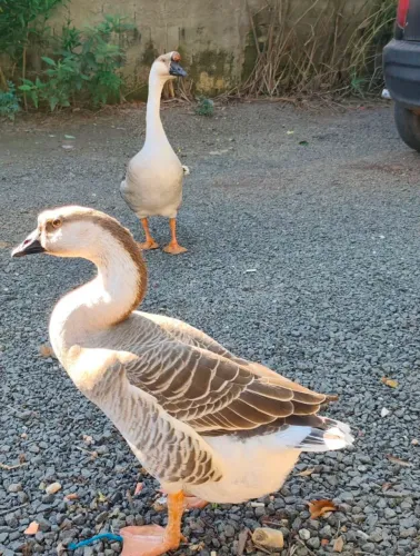 Vendo casal de ganso chinês sinalizador .