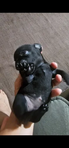 Filhote de pinscher
