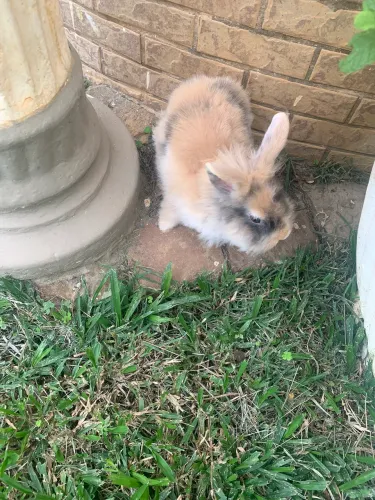Mini coelho Lion 