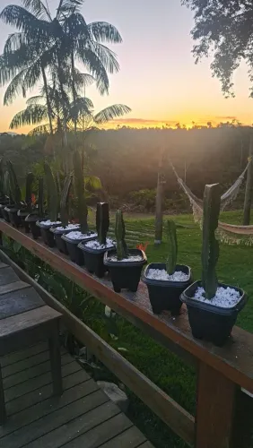 Cactos