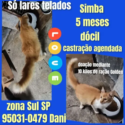 Gato doação 