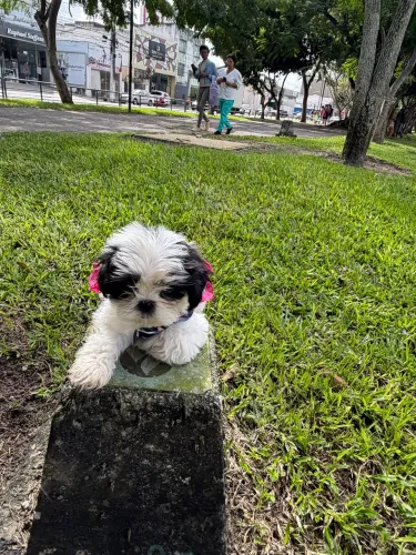 Filhote de shih tzu fêmea