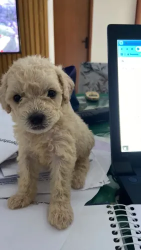 Vendo filhote de poodle ?