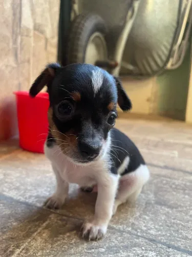 Filhote de Pinscher Macho - 1 mês e 14 dias