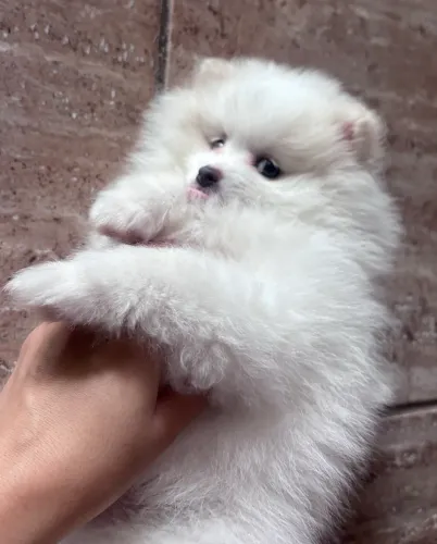 Filhote de Lulu da pomerania