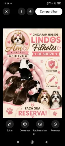 Filhotes De Shitzu Macho