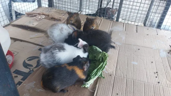 Coelhos e porquinho da Índia