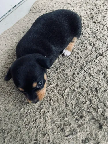 Filhote de pinscher 0