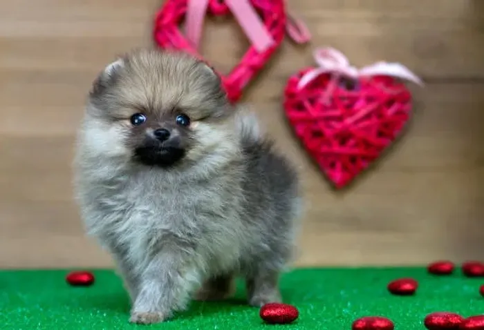 Lulu da Pomerânia Filhote Para Deixar Seu Lar Ainda Mais Alegre
