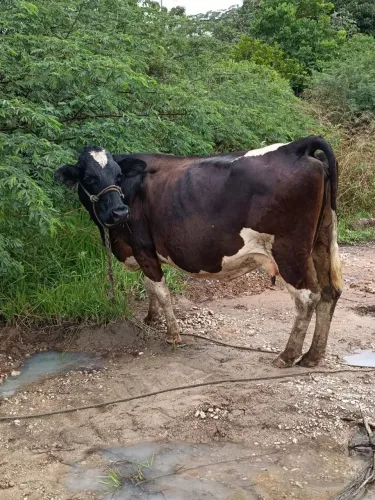 Vaca leiteira, amojada!!!