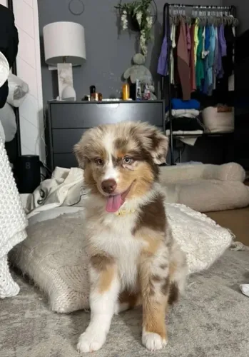 Border Collie - Filhote Disponível Para Quem Valoriza Companhia De Verdade