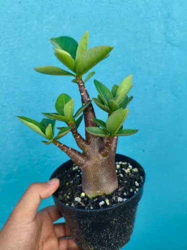 Rosa do Deserto (Arabicum Black Mr.Ram) 