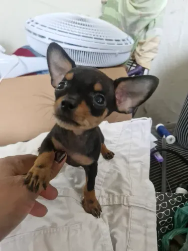 PINSCHER N.1