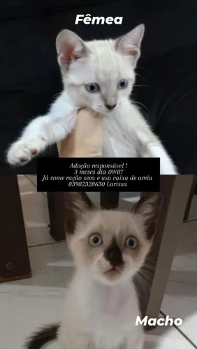 Gatinhos para doação 