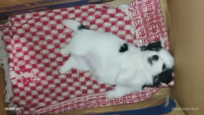 Lhasa apso