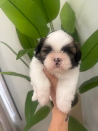 Shih tzu fêmea mini