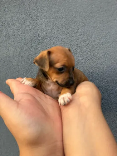 Filhotes de Pinscher fêmea e macho 