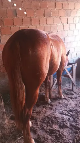 Potro um ano e 10 meses
