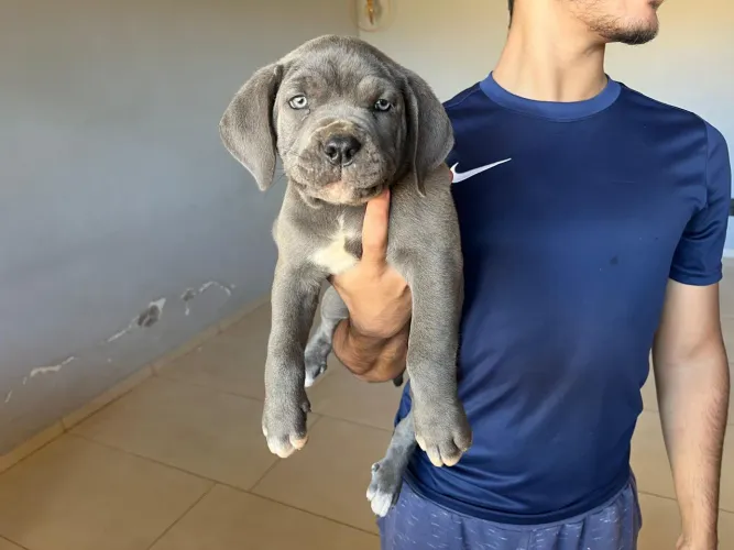 Filhotes de Cane Corso