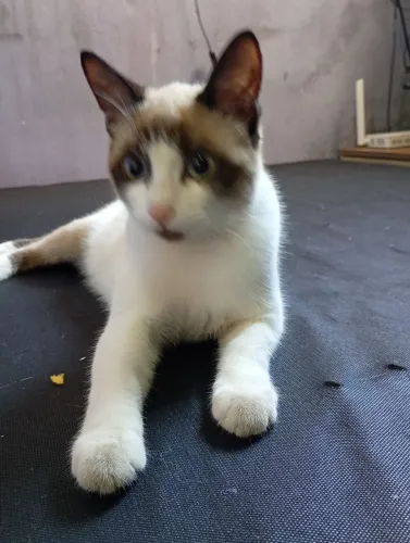 Doa ser uma gata