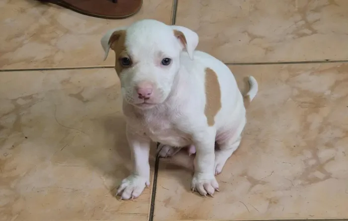Filhote PitBull Rednose