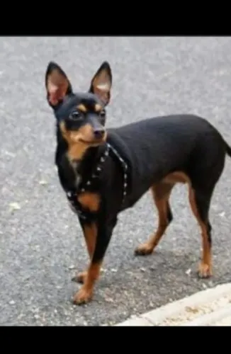 Vendo ou troco uma cadela de pinscher