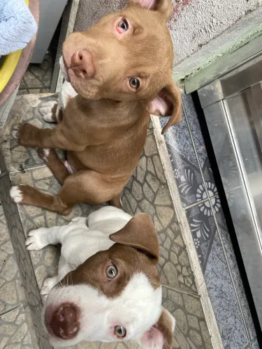 Pitbull 
