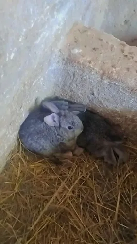 Filhotes de coelhos