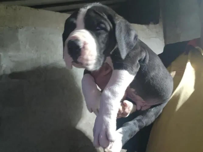 dog alemão filhote mantado alto padrão
