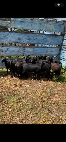 Ovelhas Santa Inês 