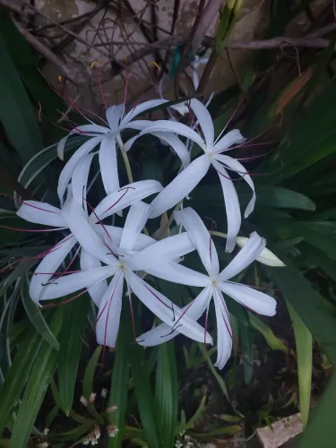 Planta lírio-aranha-branco