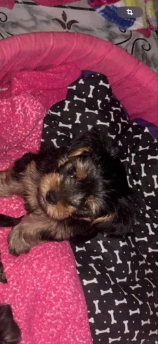 Animais de estimação