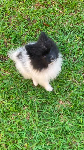 PROMOÇÃO Spitz Alemão Macho - Último Filhote Disponível