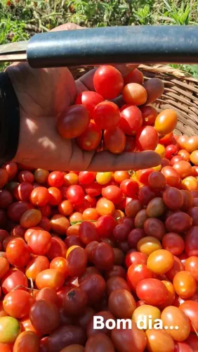Tomatinho!