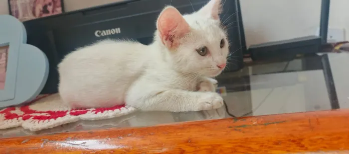 Doação dessas duas gatinhas 