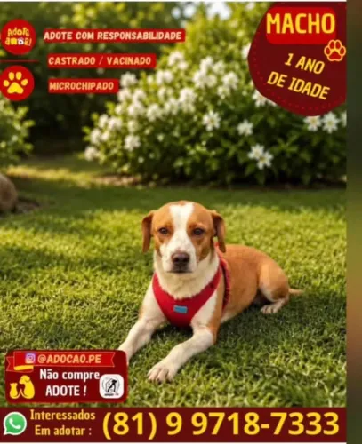 Cachorrinho para adoção ?