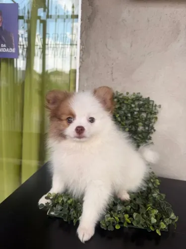 Lindos filhotes de Lulu da pomerania spitz alemão