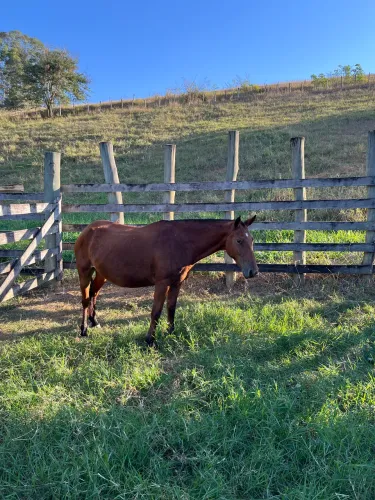 Égua Mangalarga