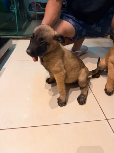Filhote de pastor malinois 